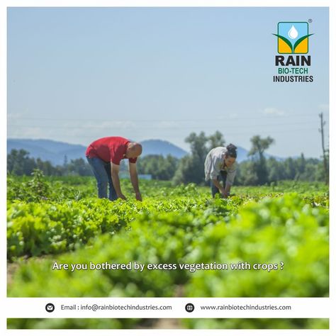 Excess grass growing alongside the crop takes up the fertilizer supplied to the crop itself and reduces soil fertility. #pesticide #insecticide #agriculture #pestcontrol #organic #pesticides #herbicide #farming #insects #fertilizer #chemical #pesticidefree #fungicide #gardening #bugs #pests #nature #vegan #spray #champs #chico #pest #food #silicone #popcorn #bouche #ogm #vent #ants #cone #rainbiotechindustries #rainbiotech #agriculture Grass Growing, Pesticides, Pest Control, Ants, Fertility, Agriculture, Popcorn, Bugs, Soil