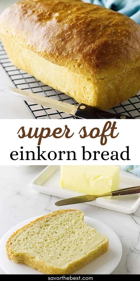 Experience the rich, almost buttery flavor of our einkorn sandwich bread! This recipe uses nutritious einkorn flour along with milk and honey to create a bread with a delightful texture that’s perfect for any sandwich or just by itself as a slice of pure comfort. No Knead Einkorn Bread, Homemade Einkorn Bread, Einkorn Pita Bread, Buttermilk Sandwich Bread, Easy Einkorn Bread, Einkorn Challah Bread, Einkorn Artisan Bread, Bread Machine Einkorn Bread, Einkorn Flour Bread Recipes