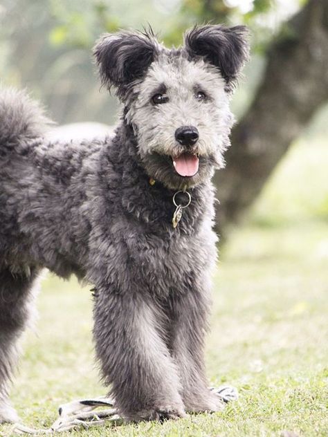 Introducing Your New Favorite Dog: The Pumi via @MyDomaine Pumi Dog, Hungarian Dog, Dog Types, Akc Breeds, Rare Dog Breeds, Dogs Lover, Dog List, Dream Dog, Lhasa Apso