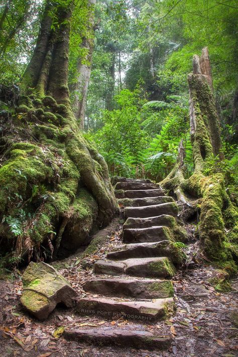 Australia Flowers, Blue Mountains Australia, Stone Stairs, Landscape Elements, Apartment Architecture, Blue Mountains, Stairway To Heaven, Pretty Plants, Flower Petal