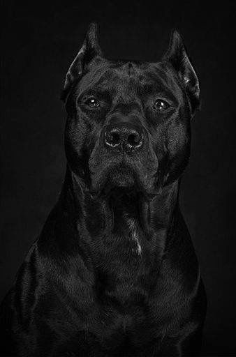 Bad ass black Pit Bull ..u cant even see him or her Regard Animal, Mastiff Breeds, Corso Dog, Tibetan Mastiff, English Mastiff, Bully Breeds, Appaloosa, Cane Corso, Quarter Horse