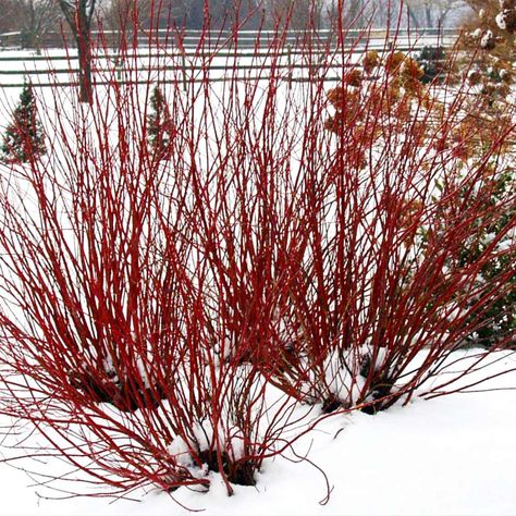 Arctic Fire Red Twig Dogwoods for Sale – FastGrowingTrees.com Redtwig Dogwood, Dogwood Bush, Dogwood Shrub, Red Osier Dogwood, Red Dogwood, Red Twig Dogwood, Twig Dogwood, American Meadows, White Flower Farm