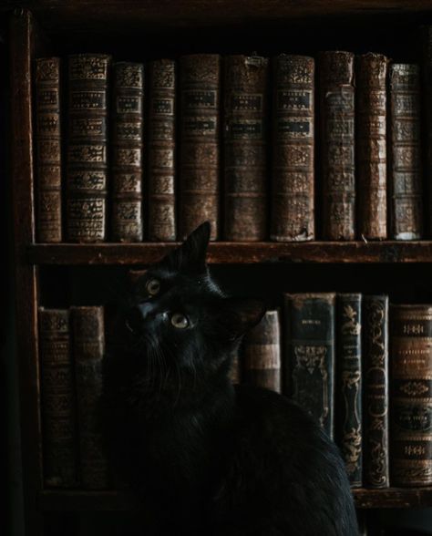 Black Cat In Library, Intj Aesthetic, Black Cat Familiar, Wooden Library, C Is For Cat, Black Cat Aesthetic, Breath Of Life, European Castles, Cat Hacks