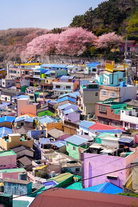 Best places for Cherry Blossoms in Busan - A Girl Called Wander % Busan Gamcheon Culture Village, Gamcheon Village, Gamcheon Culture Village, South Korea Culture, Culture Cafe, Korea Culture, Hillside Village, Bukchon Hanok Village, Busan South Korea