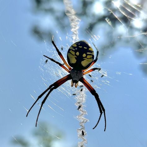 Yellow Garden Spider (Argiope aurantia) Yellow Garden Spider, Sarah Ross, Indiana Dunes National Park, Garden Spider, Indiana Dunes, Yellow Garden, Black Garden, Arachnids, August 21