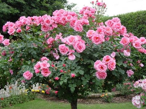 Beautiful Pink Rose Tree♡ Balkon Decor, Patio Trees, Rose Belle, Rose Seeds, Beautiful Pink Roses, Types Of Roses, Rose Trees, Colorful Roses, Planting Roses