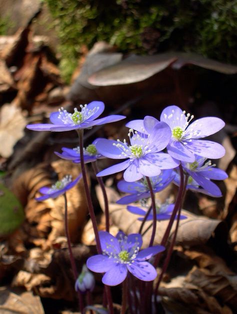 Hepatica nobilis Anemone Hepatica, Hepatica Nobilis, Plant Seedlings, Blossom Garden, 강아지 그림, Shade Perennials, Spring Rain, Herbaceous Perennials, Hardy Perennials