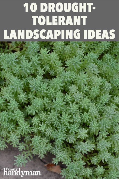 10 Drought-Tolerant Landscaping Ideas Dry Landscaping Ideas Front Yards, Diy Drought Tolerant Front Yard, Drought Resistant Landscaping Front Yard California, Front Yard Succulents, Drought Tolerant English Garden, Drought Tolerant Garden Ideas, Drought Tolerant Landscape Florida, Florida Xeriscape Ideas, Drought And Heat Tolerant Plants