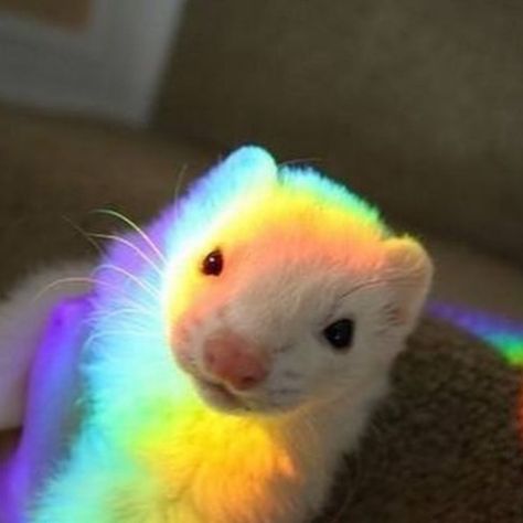 A Ferret, Ferret, Angel, Rainbow, On Twitter, Twitter