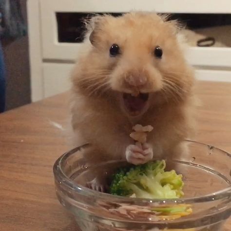 Mad Happy, Animal Eating, Hamster Life, Hamster Habitat, Hamster Food, Funny Rats, Hamster Eating, Funny Hamsters, A Hamster