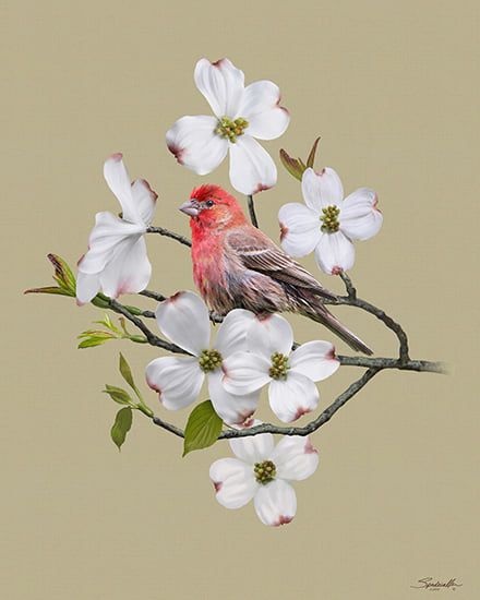 Finch and Dogwood. Hand-painted digital art and photo composite created by Spadecaller. Dogwood Tattoo, Dogwood Flower Tattoos, Jess Franks, Photo Composite, Dogwood Blooms, Dogwood Blossoms, Dogwood Trees, Easy Canvas, Dogwood Flowers