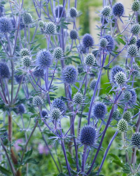 Eryngium Planum Holly Plant, Summer Bulbs, Sea Holly, Blue Plants, Leafy Plants, Thistle Flower, Wallpaper Flower, Coastal Gardens, Plant Spacing