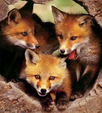 Red Foxes, Fantastic Fox, Fox Pictures, Virginia State, Wild Dogs, Baby Fox, Cute Fox, Red Fox, Wild Life