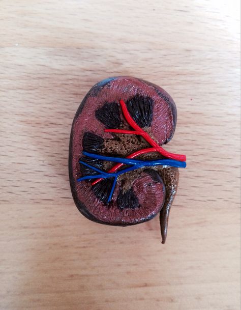 Polymer clay Kidney  #fimo #polymerclay #anatomy #niere #kidney Clay Organs, Art Distortion, Igcse Art, Human Biology, Happy Wallpaper, Doctor Gift, Fimo Polymer Clay, Nursing Tips, Clay Stuff