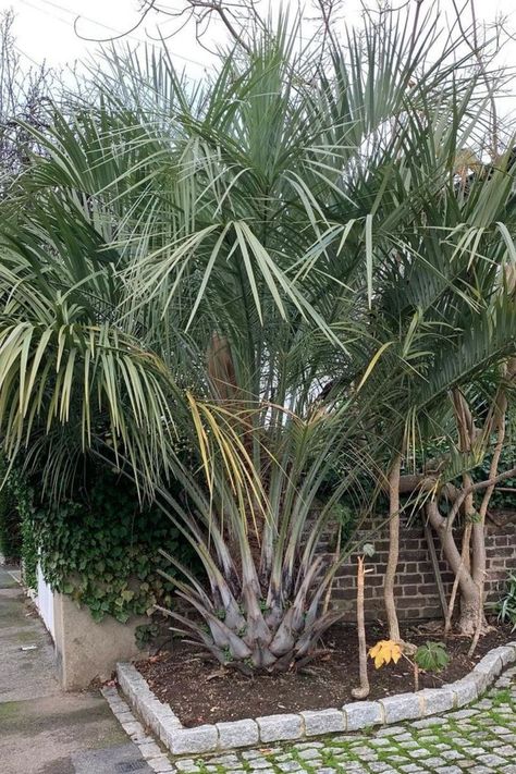 Dive into Our Comprehensive Grower's Guide for Expert Insights on Nurturing Lush and Vibrant Pindo Palms. From Soil Requirements to Pruning Techniques, Uncover All You Need to Know for Success! IG Photo by: riverside_passiflora Pindo Palm, Seed Dispersal, Garden Animals, Hardy Plants, Types Of Soil, Drought Tolerant, Plant Decor, Plant Care, Lush