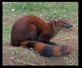 I like the look of this red coati Ring Tailed Mongoose, Bizarre Animals, Photo Studios, Animal Study, Interesting Animals, Unusual Animals, Rare Animals, Pretty Animals, Majestic Animals