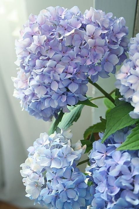 Hydrangea Hydrangea Painting, Hydrangea Garden, Hydrangea Macrophylla, Hydrangea Flower, Blue Hydrangea, Beautiful Blooms, Ikebana, Love Flowers, My Flower