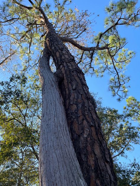 Two Trees Intertwined, Trees Intertwined, Intertwined Trees, Different Trees, Two Trees, Growing Tree, Life Is Beautiful, Lemonade, Universe