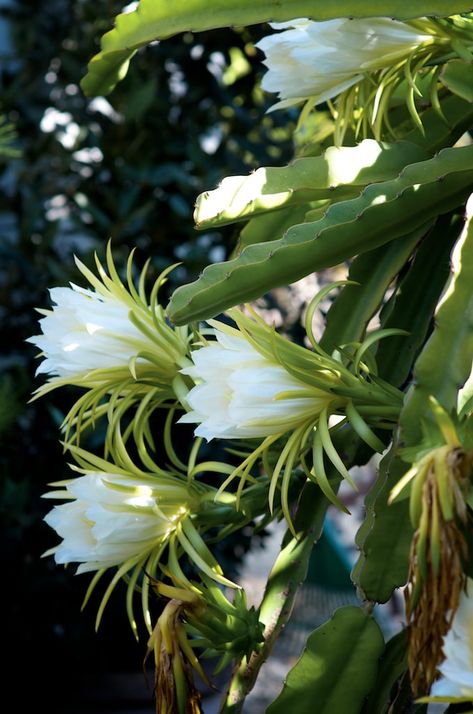 Dragon fruit Flowers and Dragon Fruit Vines Plant | @whiteonrice Purple Dragon Fruit, Fruit Blossoms, Dragon Fruit Flower, Dragon Fruit Varieties, Hylocereus Undatus, How To Grow Dragon Fruit, Dragon Fruit Tree, Wijaya Kusuma, Pitaya Fruit