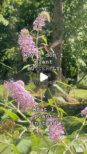 Wild Wing Apothecary on Instagram: "My mantra with permaculture is, “when we know better, we do better.”

Buddleia, commonly known as butterfly bush, is considered invasive in many regions due to its aggressive growth and ability to spread rapidly, often outcompeting native plants. This can lead to reduced biodiversity, as the monocultures created by Buddleia infestations provide less diverse habitats for native wildlife. Its prolific seed production and ease of establishment in disturbed soils contribute to its invasive nature.
 
PS✨ASK ME HOW TO GET A FREE ELDERBERRY/ELDERFLOWER TREE WHILE THEY LAST! Started with 50, they’re going…

For those looking to support pollinators while avoiding the use of invasive species like Buddleia, there are several native North American alternatives that Butterfly Bush Garden, How To Propagate Butterfly Bush, Propagating Butterfly Bush, Buddleia Butterfly Bush, Pugster Butterfly Bush, Pugster Blue Butterfly Bush, Texas Butterfly Garden Native Plants, Bush Garden, Butterfly Bush