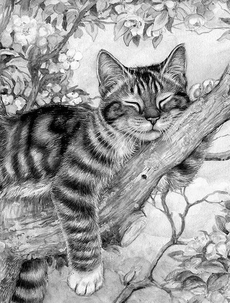 Cats Art Drawing, Pencil Drawings Of Animals, Cat Sketch, Drawing Faces, Cat Artwork, Cat Eyes, Art Drawings Sketches Creative, Pencil Art Drawings, Animal Sketches