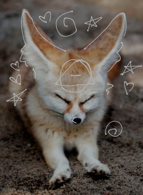 #therian #therianpfp #fennecfox #fox #foxtherian ~ Made by me!! Please do not repost. Fennec Fox Therian, Fenic Fox, Fox Therian, Maned Wolf, Fox Artwork, Maybe In Another Life, Fennec Fox, Arctic Fox, Whitetail Deer