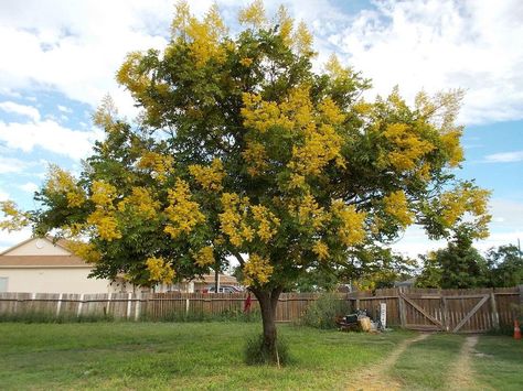 Photo of Golden Rain Tree (Koelreuteria elegans) uploaded by Blondmyk Goldenrain Tree, Colorado Gardening, Golden Rain Tree, Farmhouse Flowers, Front Landscape, Rain Tree, Colorado Landscape, Oakleaf Hydrangea, Native Plant Gardening