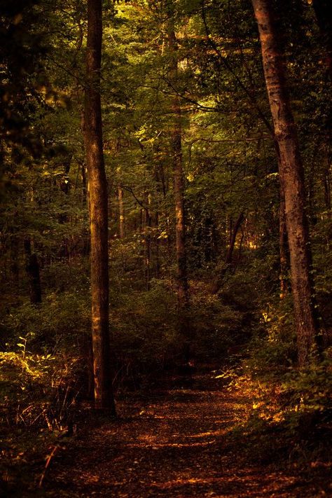 Fine Art Photography-percy Warner Park Nashville Tennessee-wall Art Print-trees-green-forest-home Decor-path-8x12 - Etsy Dolar #zicxa-photos #zicxa #images #background #wallpaper #freepik #shutterstock #VN Amber And Green Aesthetic, Groove Aesthetic, Peacock Background, Tennessee Aesthetic, Extreme Photography, Stone Paths, Forest Sunset, Secret Forest, Belle Nature