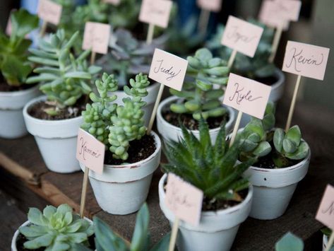 Marque Place Original, Modern Wedding Favors, Succulent Wedding Favors, Bride Guide, Wedding Favors Cheap, Succulent Wedding, Spring Plants, Mini Succulents, Baby 2