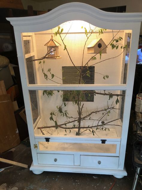 Canary Cage, Parrot Cages, Rattus Rattus, Budgie Cage, Diy Bird Cage, Bird Cage Design, Bird Ideas, Cage Decor, Diy Bird Toys