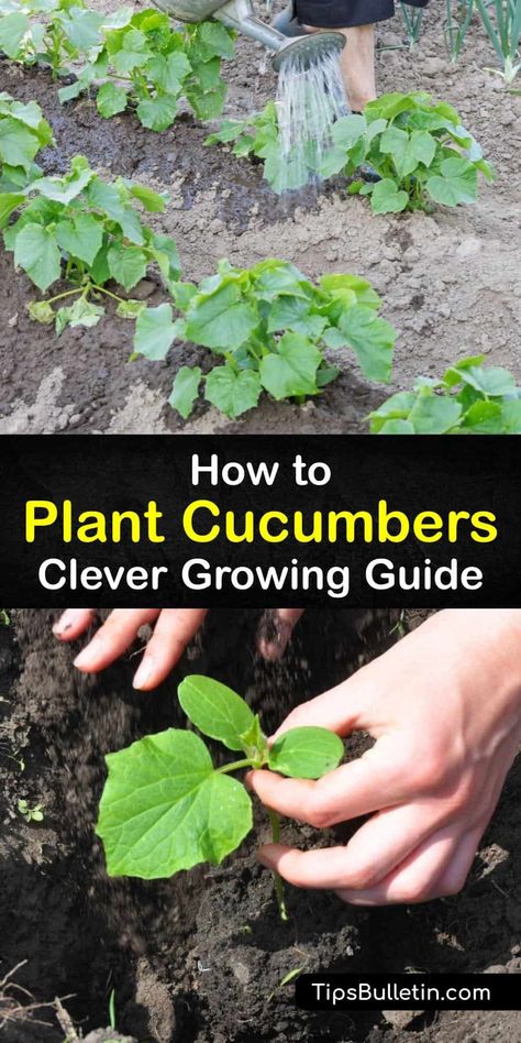 Burpless Cucumber Plant, Planting Cucumbers Raised Beds, Planting Cucumbers In Garden, Cucumbers In Garden, How To Plant Cucumbers, Planting Cucumbers, Plant Cucumbers, Grow Cucumber, Burpless Cucumber