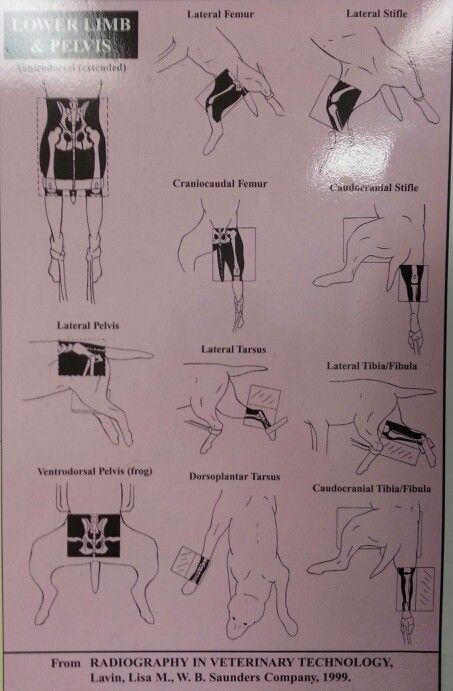 Xray positioning is one of my faves at work. Especially the pelvis! Equine Vet Assistant, Vet Clinic Organization, Veterinary Radiology, Veterinary Study, Veterinarian Assistant, Vet Nursing, Veterinarians Medicine, Vet Tech School, Veterinary Tech