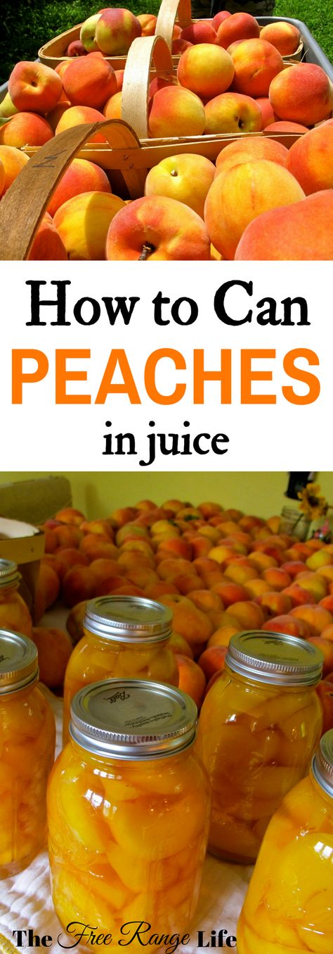 Preserve peaches at home! Learn how to can peaches in juice to preserve them all year long! Preserve Peaches, How To Can Peaches, Can Peaches, Canning Peaches, Canning 101, Canning Fruit, Home Canning Recipes, Canning Vegetables, Canning Food Preservation