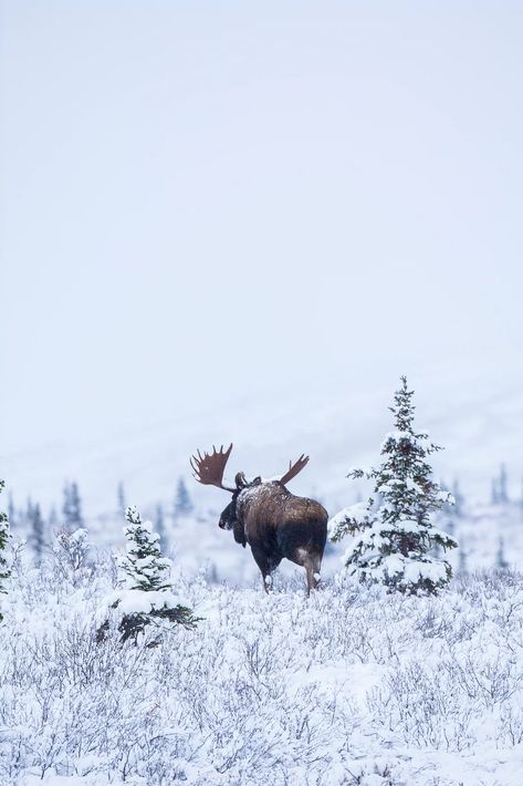 Hunting Wallpaper, Moose Pictures, Moose Hunting, North American Animals, Deer Species, The Long Dark, Bull Moose, Deer Family, Denali National Park