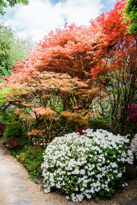 Azalea Heaven - The Japanese Garden Japanese Azalea, Satsuki Azalea, Azaleas Landscaping, Azalea Flower, Green Space, Japanese Garden, Garden Planning, Front Yard Landscaping, House Inspo