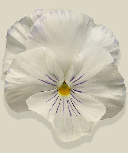 Pansy Flower Colors, Pansy Photography, Photography Of Flowers, Yellow Pansy Flower, Pink Pansy Flowers, Pansy Photo, Photo Flowers, Flowers Photo, White Garden