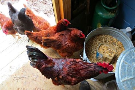 How To Grow Mealworms For Chickens • The Farmer's Lamp Mealworms For Chickens, Old Fashioned Chocolate Pie, Chocolate Pie Recipe, Meal Worms, Chocolate Pie Recipes, No Going Back, Sweetened Whipped Cream, Creme Egg, Chocolate Pie