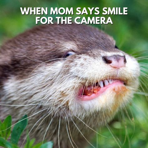 Caught on camera! This otter's forced smile is too relatable – we've all been there when Mom insists on a picture. 😂🐾 Share the laugh and brighten your day with this hilarious otter meme!   CCTO: Getty Image Photo  #FunnyMeme #OtterLove #RelatableMoments #AnimalHumor #WildlifeComedy #OtterSmiles #NatureLovers Otter Meme, Forced Smile, Funny Otter, Otter Love, Caught On Camera, Animal Memes, Otters, Brighten Your Day, Feel Better