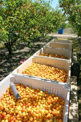 apricot orchard, we cut apricots and dried them every summer. We popped a lot of them in our mouths. Apricot Orchard, Fruit Orchard, Orchard Garden, Harvest Time, Food Storage, Apricot, Tart, Blossom, Herbs