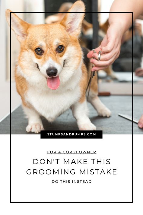 Corgi Haircut, Corgi Grooming Styles, Corgi Haircut Styles, Corgi Aussie Mix, Black Corgi, Cowboy Corgi, Fluffy Corgi, Corgi Owner, Welsh Corgi Puppies