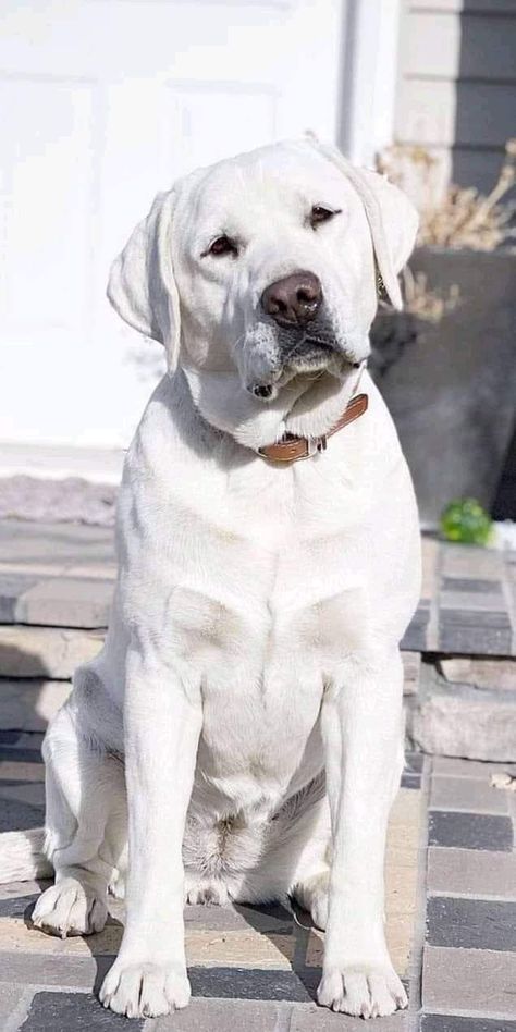 English Labrador Retriever, Aggressive Dog Breeds, Labrador Yellow, Guard Dog Breeds, English Labrador, White Labrador, Yellow Labs, Golden Retriever Puppies, Dog Breath