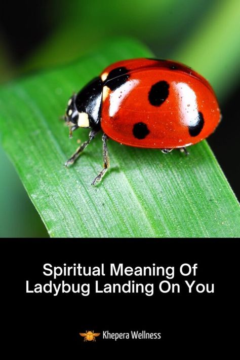 Spiritual Meaning Of Ladybug Landing On You (Good Luck?) Ladybug Meaning, White Ladybug, Yellow Ladybug, Black Ladybug, A Ladybug, Two Ladies, Spirit Animals, Spiritual Messages, Spiritual Meaning