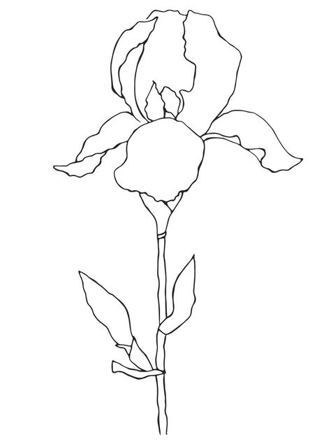 line drawings irises - Google Search Irises Tattoo, Iris Outline Drawing, Orchid Line Drawing, Orchid Minimalist Drawing, Orchid Outline, Violet Flower Line Art, Iris Drawing, Iris Tattoo, Line Drawings