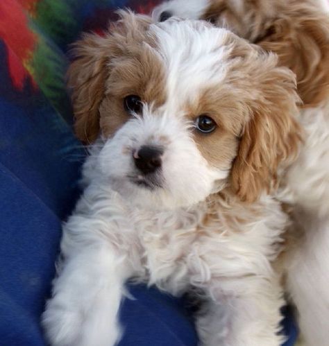 10 Unreal Cavalier King Charles Spaniel Cross Breeds You Have To See To Believe Poodle Mix Puppies, Cavapoo Puppies, Puppies And Kitties, Poodle Mix, Favorite Animals, Small Animals, Cavalier King, Charles Spaniel, Cavalier King Charles Spaniel