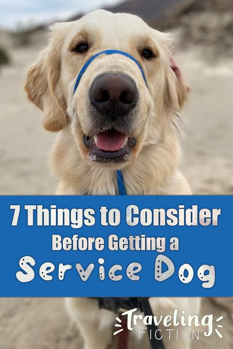 Golden retriever looks at the camera. Text reads 7 Things to Consider Before Getting a Service Dog Traveling With A Service Dog, Service Dog Training Checklist, Lab Service Dog, Mobility Service Dog, Service Dog In Training, Service Dogs Gear, Service Dog Training, Partner Work, Dog Brain