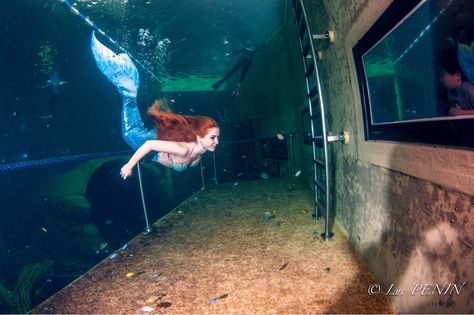 Lexie Mermaid . French mermaid performer Available for hire . www.lexiemermaid.com . #mermaidperformer #professionalmermaid #frenchmermaid #french #mermaid #siren #sirène #happiness #love #lovemyjob #underwater #pool #aquarium #freediving #freediver #lexiemermaid #mysterious #mystical #mystery #mythology #longhair #redhair #ginger #gingerhair #longhair #mermiaidstyle #lifestyle #life #fishes #sea #ocean #conservator #bonheur #scales #mermaidtail #gypsea #boho #free #freedom #animation #legends Professional Mermaid Aquarium, Mermaid Performer, Weeki Wachee Mermaids, Mermaid Festival, Professional Mermaid, Mermaid Siren, Sea Ocean, Mermaid Tail, Future Life