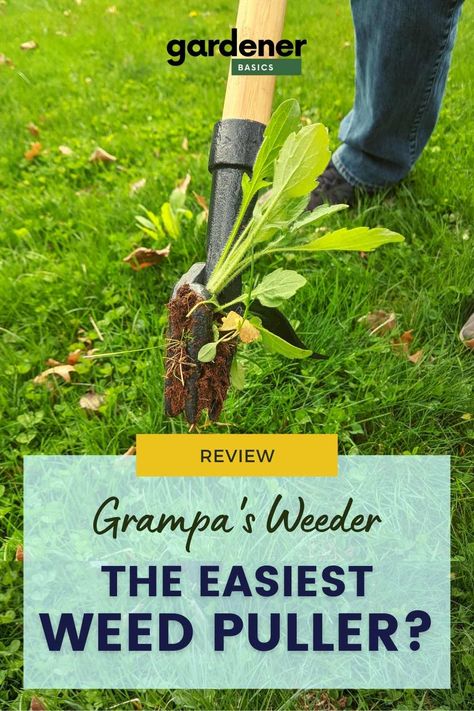 Don't you hate bending over to remove weeds from your garden? With Grampa's weeder, you can easily stand up and pull the weed out of the ground with minimal effort. The long handle makes it easy for anyone to use without back or joint pain! Check out our review of Grampa's Weeder, it may be just the garden tool you need in your life! How To Pull Weeds Easily, Weeding Tools For Garden, Weeder Tool, California Native Garden, Pulling Weeds, Organic Pest Control, Kinds Of Vegetables, Starting A Vegetable Garden, Weeding Tools