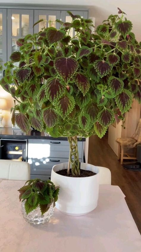 Coleus Plants, Water Plants Indoor, نباتات منزلية, Container Garden Design, Household Plants, Plant Care Houseplant, Succulent Garden Diy, Christmas Gift Basket Ideas, Gift For Mom Christmas