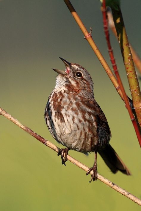 Pennsylvania Birds, Fox Sparrow, Unique Creatures, List Of Birds, Song Sparrow, Sparrow Bird, Small Insects, Boreal Forest, Life List