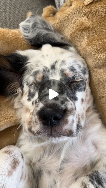 English Setter Puppies, Setter Puppies, Puppy Cute, English Setter, Have A Beautiful Day, July 15, A Beautiful Day, Dalmatian, Four Legged